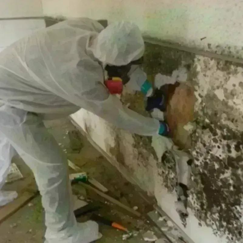 Mold Remediation and Removal in Timberwood Park, TX